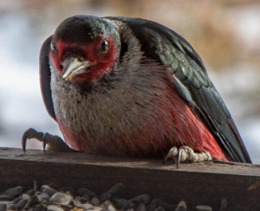 Lewis's woodpecker